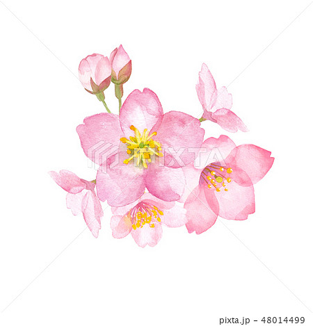 季節の花 桜のイラスト素材