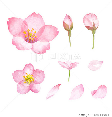 桜のパーツの水彩イラスト 花 つぼみ 花びら のイラスト素材