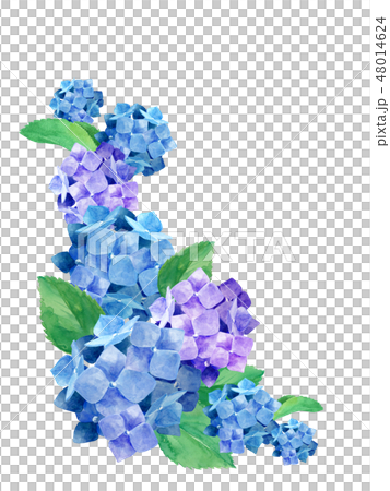紫陽花のフレーム 48014624