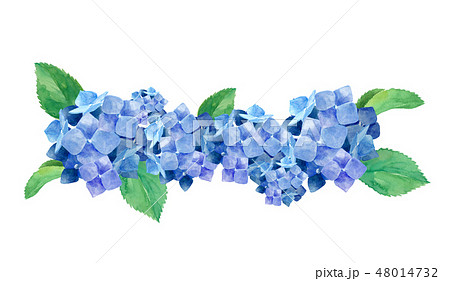 紫陽花の群生のイラスト素材 48014732 Pixta