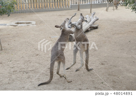 喧嘩するカンガルー 48014891