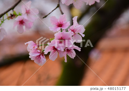 桜 さくら サクラ 48015177