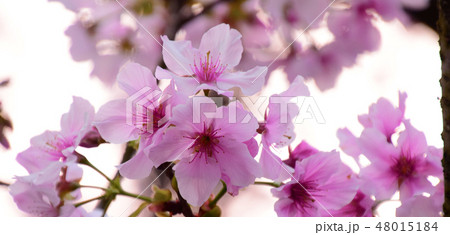 桜 さくら サクラ 48015184
