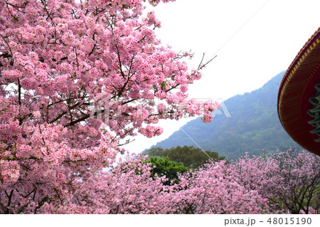 桜 さくら サクラ 48015190