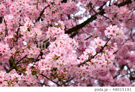 桜 さくら サクラ 48015191
