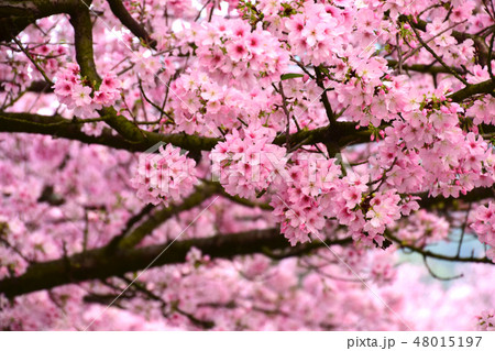 桜 さくら サクラ 48015197