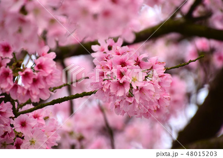 桜 さくら サクラ 48015203