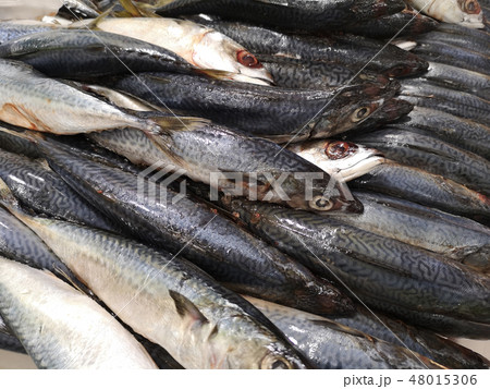 frozen saba fish on ice in supermarket 48015306