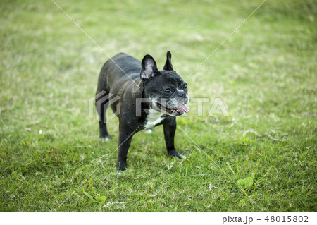 フランス 仏蘭西 フランス 48015802