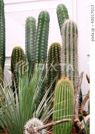 Cactus plants 48017015