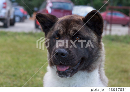 Cute american akita close up. Pet animals. 48017854