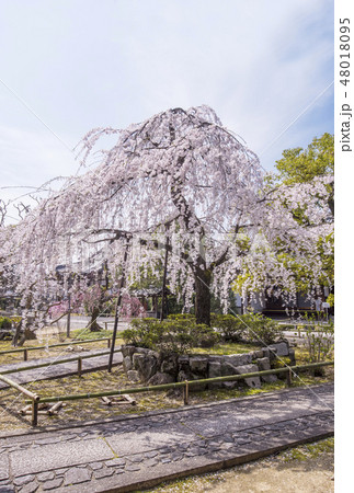 京都上品蓮台寺 京都の桜名所 京都観光スポット 京都上品蓮台寺 京都の桜名所 京都観光スポット 48018095