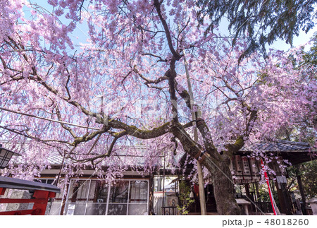 京都水火天満宮 水火神社 京都の桜の名所 春の京都観光 京都水火天満宮 水火神社 京都の桜の名所 春の京都観光 48018260