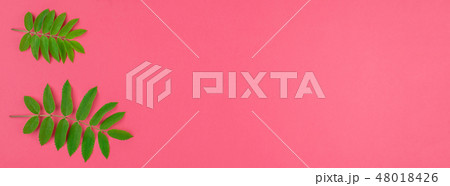 Green rowan tree leaves on bright pink background 48018426