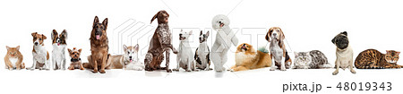 Differents dogs looking at camera isolated on a white background 48019343