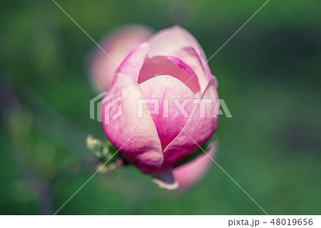 Magnolia spring flowers 48019656