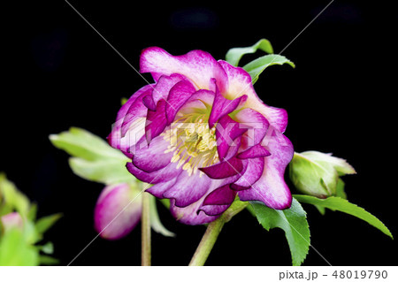 クリスマスローズ 48019790