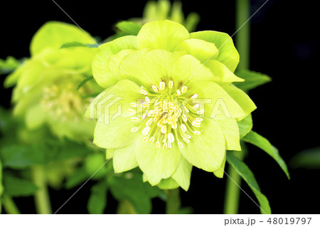 クリスマスローズ 48019797