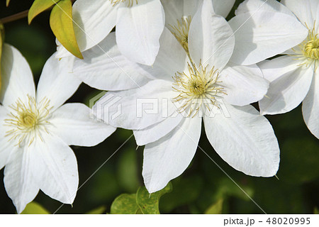 白いクレマチスの花の写真素材