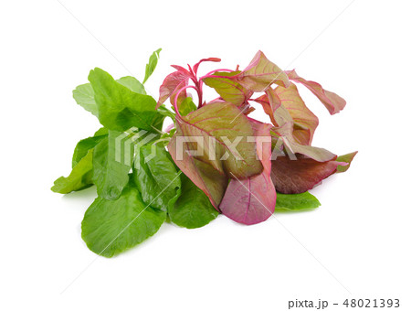 bunch of fresh red and green spinach on white bunch of fresh red and green spinach on white 48021393