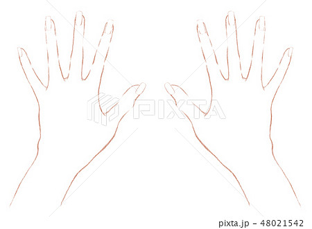 指を広げた両手 手描きタッチの両手の甲と指 白い背景と線画のイラスト素材