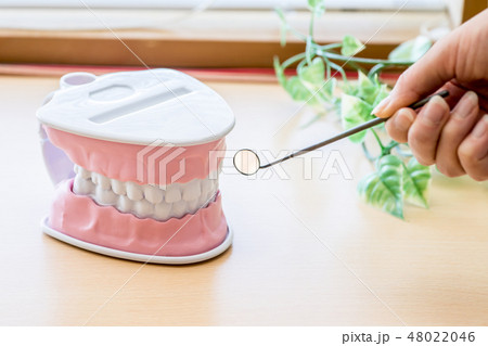 デンタルミラーと歯型模型 48022046