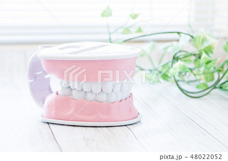 歯型のイメージ 48022052