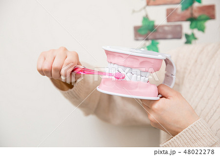歯型模型を磨く女性 48022278
