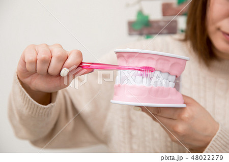 歯型模型を磨く女性 48022279