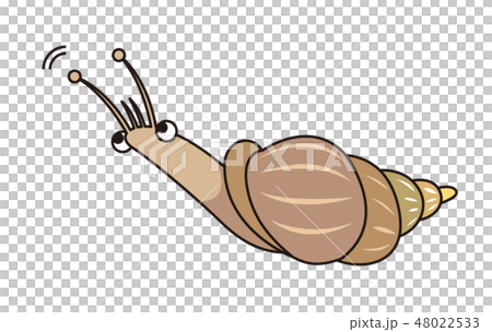 アフリカマイマイのイラストのイラスト素材