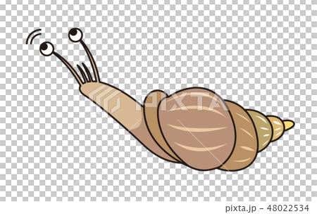 アフリカマイマイのイラスト 48022534