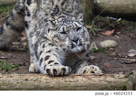 ユキヒョウの肖像　オス　コボ 48024255