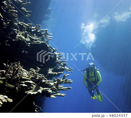 Scuba Diver looking at Coral 48024357