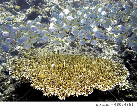 Fish and Coral 48024361