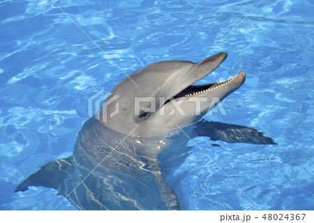 Bottlenose Dolphin 48024367