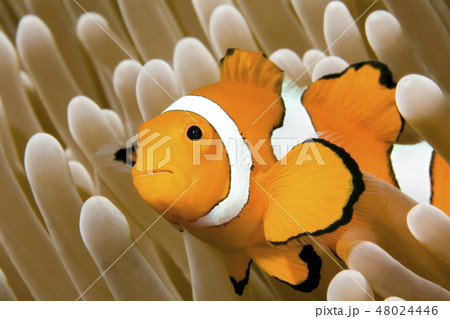 Clown Anemonefish Clown Anemonefish 48024446