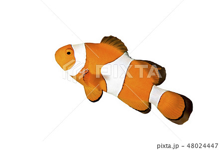 Clownfish 48024447