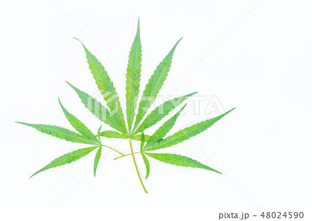 The marijuana, marihuana, Indian hemp, leave plant The marijuana, marihuana, Indian hemp, leave plant 48024590