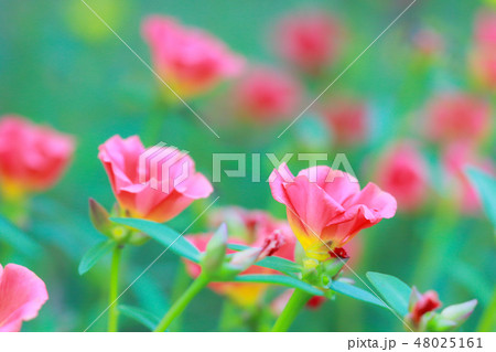 Beautiful Common Purslane Beautiful Common Purslane 48025161