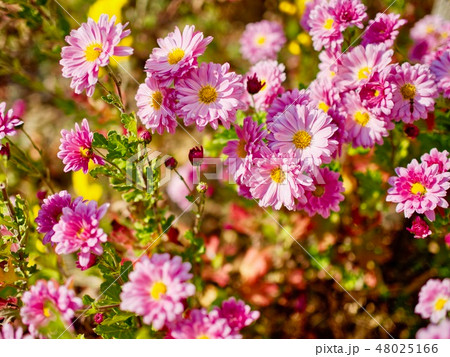 菊 花 植物 48025166