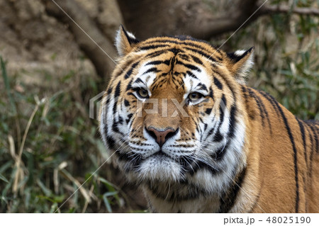 アムールトラの肖像 アムールトラの肖像 48025190