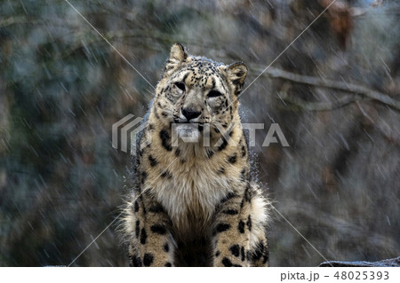 ユキヒョウに雪が降る ユキヒョウに雪が降る 48025393
