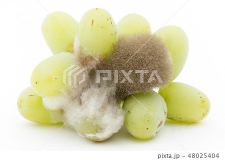 ブドウ灰色カビ病菌 ボトリティス 灰色カビ 病原菌 胞子 Botrytis cinerea ブドウ灰色カビ病菌 ボトリティス 灰色カビ 病原菌 胞子 Botrytis cinerea 48025404