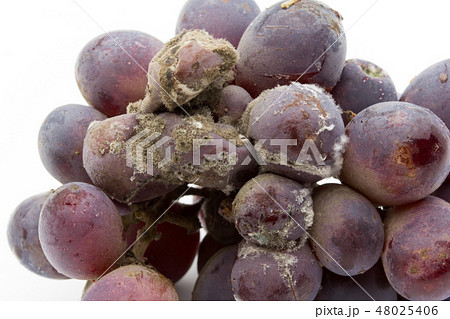 ブドウ灰色カビ病菌　ボトリティス　灰色カビ　病原菌　胞子　Botrytis cinerea 48025406