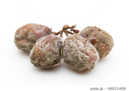 ブドウ灰色カビ病菌 ボトリティス 灰色カビ 病原菌 胞子 Botrytis cinerea ブドウ灰色カビ病菌 ボトリティス 灰色カビ 病原菌 胞子 Botrytis cinerea 48025408