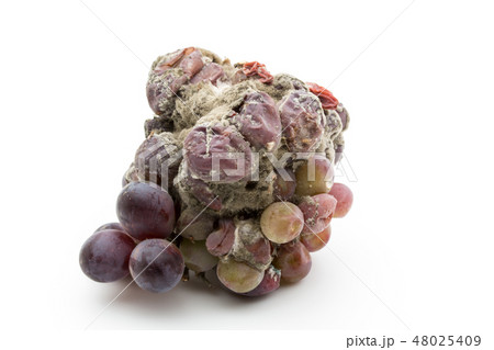 ブドウ灰色カビ病菌　ボトリティス　灰色カビ　病原菌　胞子　Botrytis cinerea 48025409