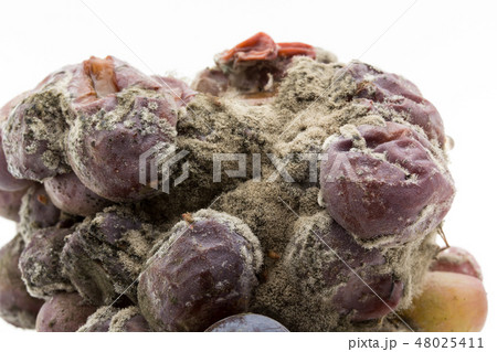 ブドウ灰色カビ病菌 ボトリティス 灰色カビ 病原菌 胞子 Botrytis cinerea ブドウ灰色カビ病菌 ボトリティス 灰色カビ 病原菌 胞子 Botrytis cinerea 48025411