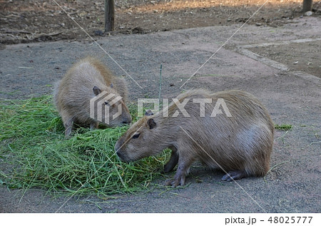 埼玉県こども動物自然公園のカピバラ 埼玉県こども動物自然公園のカピバラ 48025777