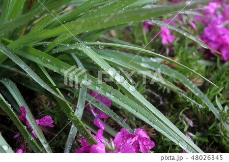 葉 木の葉 フル 48026345