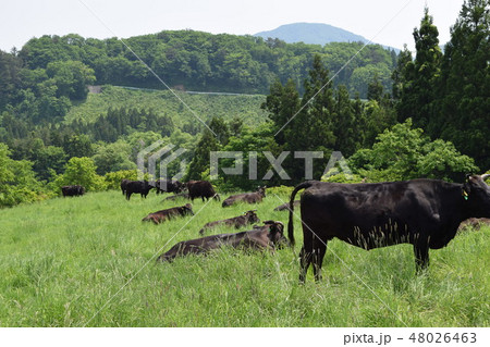 高原牧場の牛の群れ 48026463